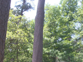 pine trees